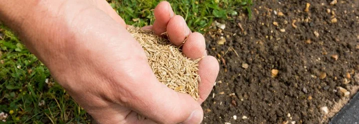 Hand hält Grassamen über brachliegendem Boden
